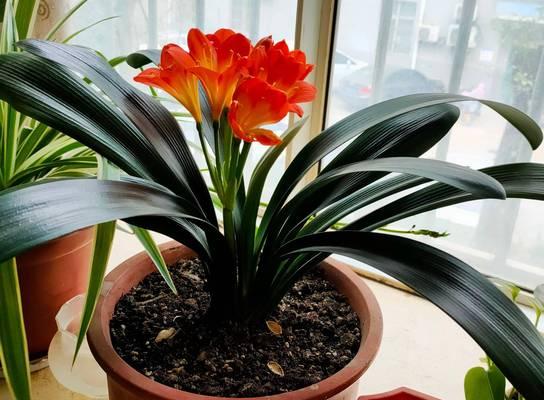 君子兰在农村种植需要注意哪些问题？