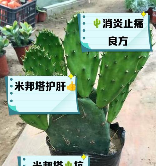 秃头仙人掌不开花的原因是什么？如何解决？