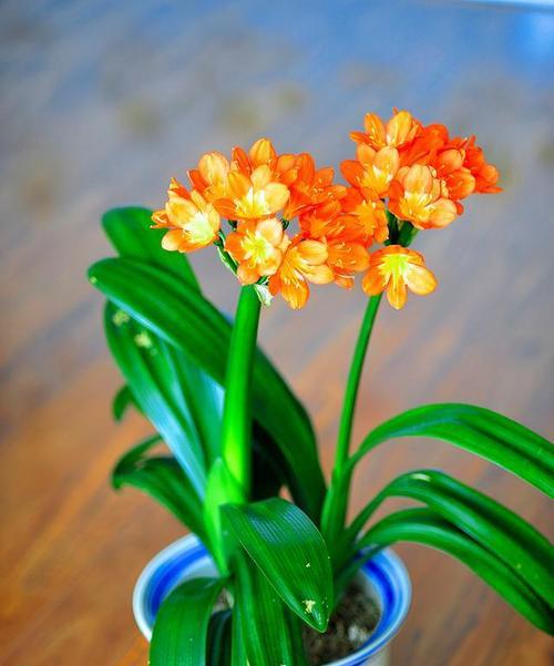 杜鹃花可以用君子兰土种植吗？怎样正确养护？