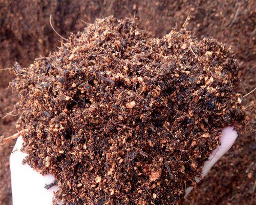 杜鹃花可以用君子兰土种植吗？怎样正确养护？