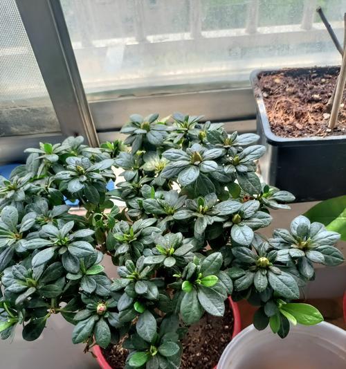 杜鹃花可以用君子兰土种植吗？怎样正确养护？