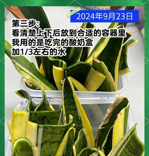 一盘多颗君子兰的种植方法？怎样才能种植成功？