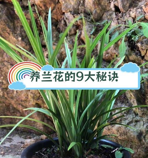 一盘多颗君子兰的种植方法？怎样才能种植成功？