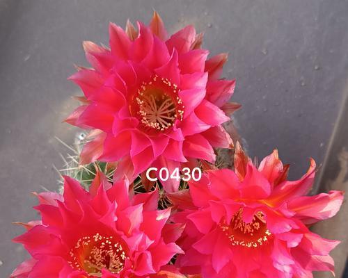 彩草仙人球什么刺开花靓？如何让彩草仙人球开出美丽的花朵？