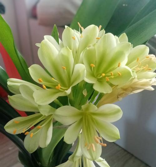 君子兰白绿花的养护要点是什么？