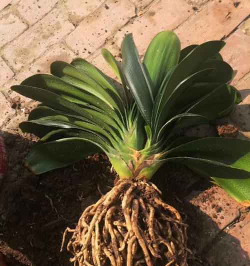 君子兰白绿花的养护要点是什么？