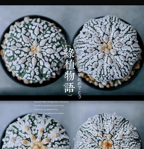 仙人球出现斑点的原因是什么？如何处理？