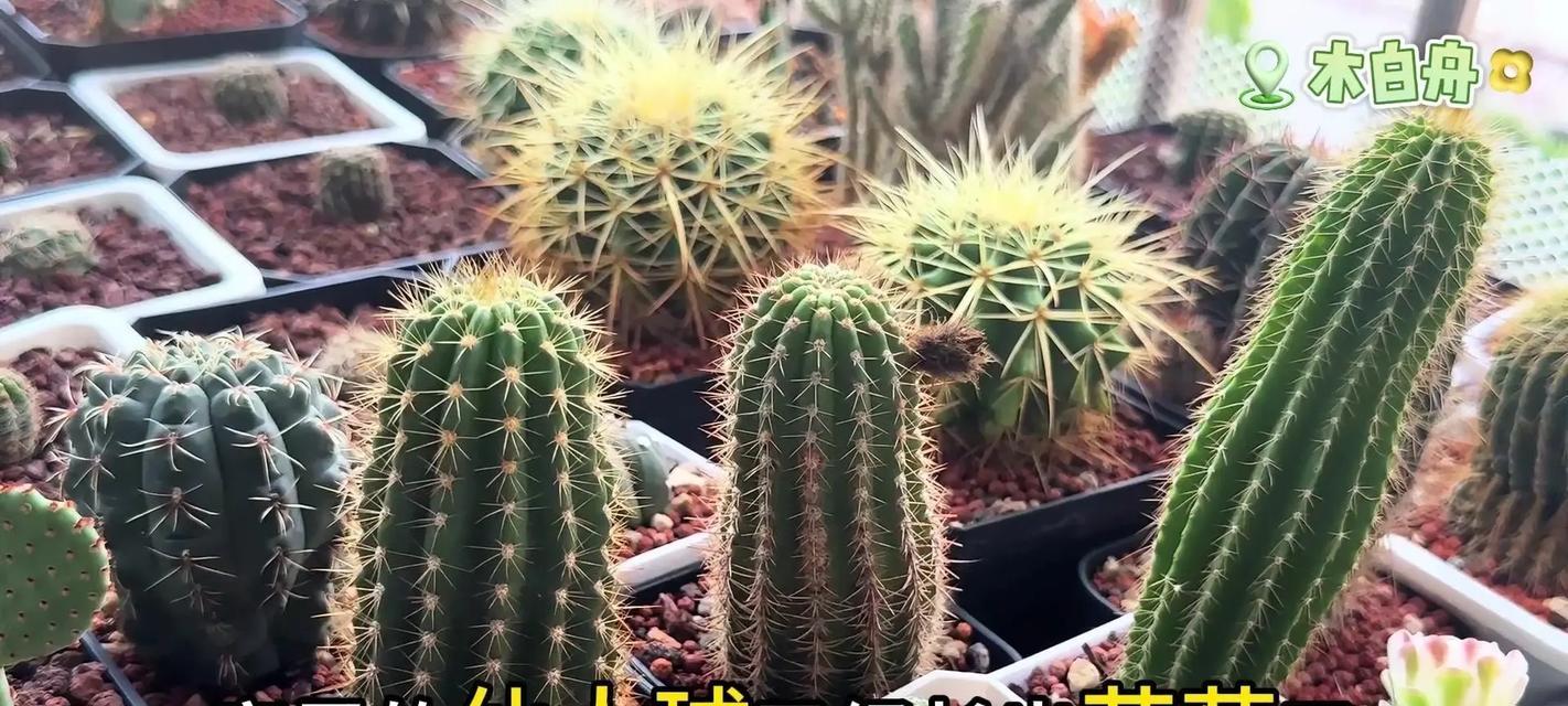 仙人球出现斑点的原因是什么？如何处理？