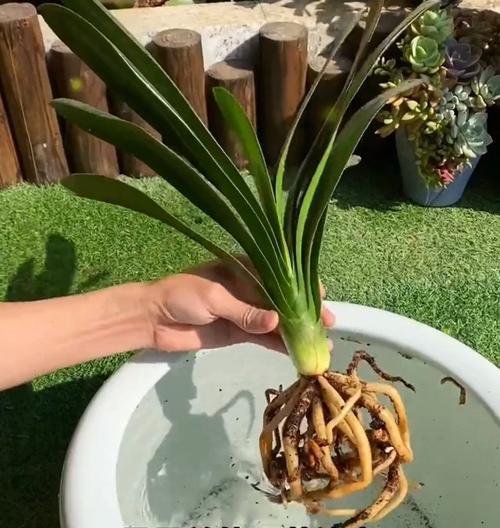 君子兰长侧芽的原因是什么？如何处理？