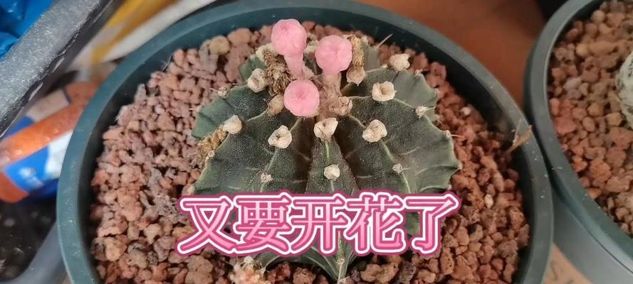 长花苞的仙人球养护需要注意什么？