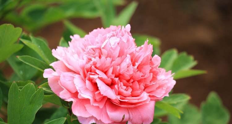 兰花和牡丹花的养护方法有何不同？如何同时养好？