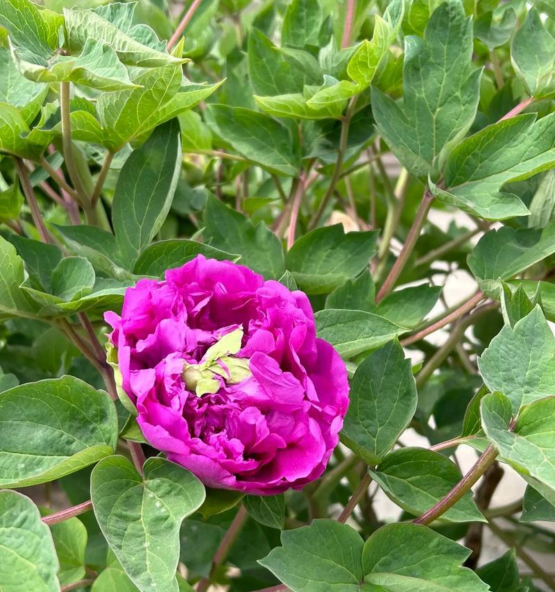 兰花和牡丹花的养护方法有何不同？如何同时养好？