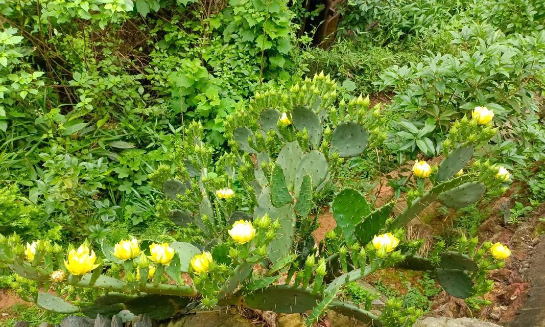 如何拍摄仙人掌开花？怎样才能拍出高级感？