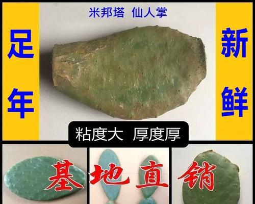 墨西哥食用仙人掌盆栽的养护方法是什么？