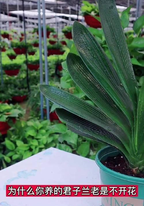 带花苞的君子兰种植技巧是什么？种植后如何促进开花？
