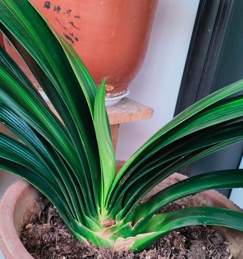 带花苞的君子兰种植技巧是什么？种植后如何促进开花？