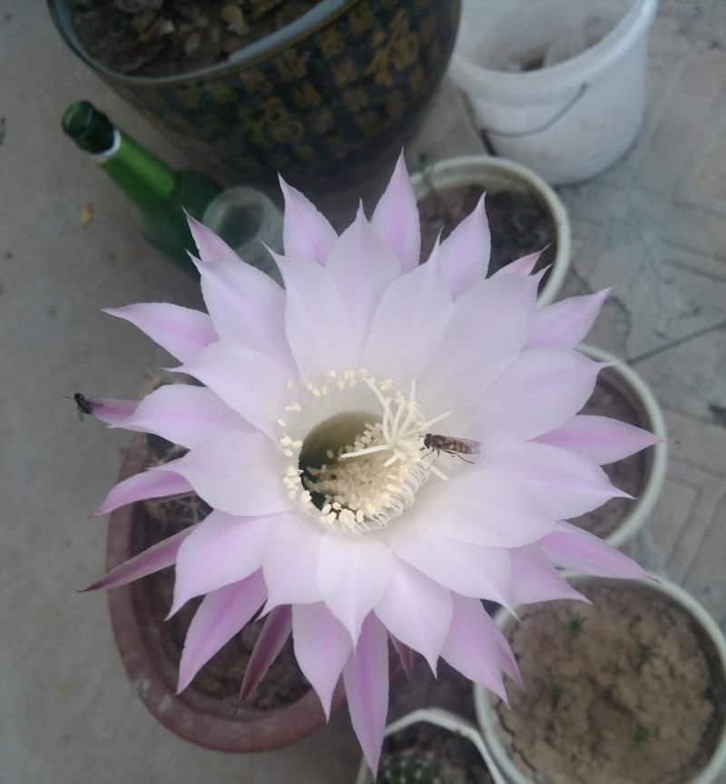 仙人球开花的寓意是什么？好兆头有哪些？