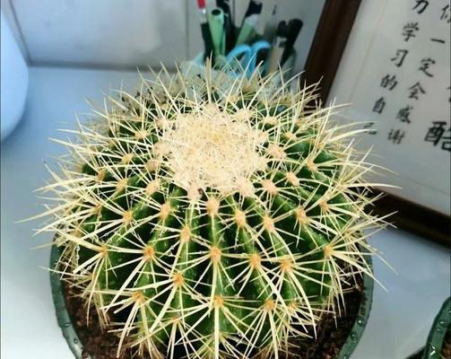 仙人球开花的寓意是什么？好兆头有哪些？