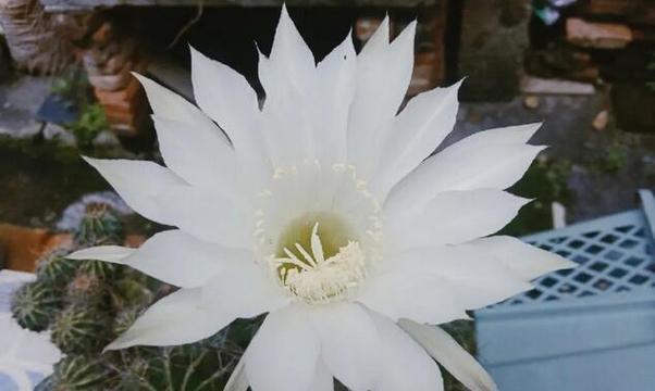 仙人球开花的寓意是什么？好兆头有哪些？