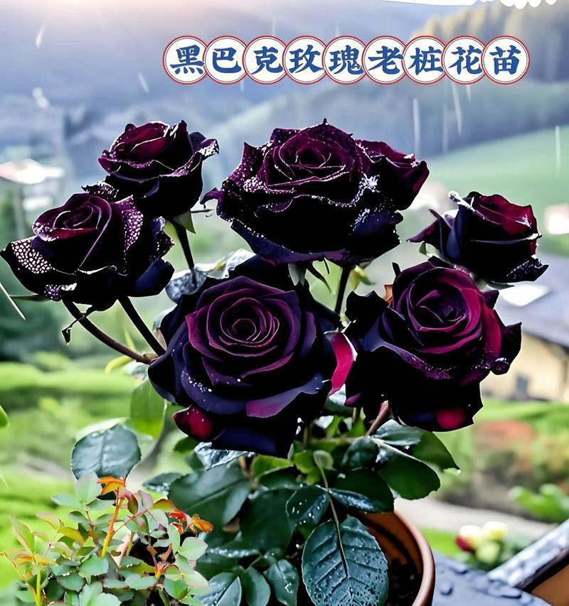 带花苞的黑玫瑰花的养护技巧是什么？