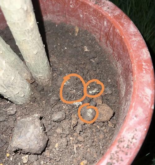 君子兰土壤里的小白虫如何处理？