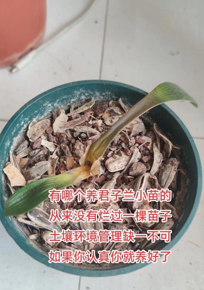 君子兰土壤里的小白虫如何处理？
