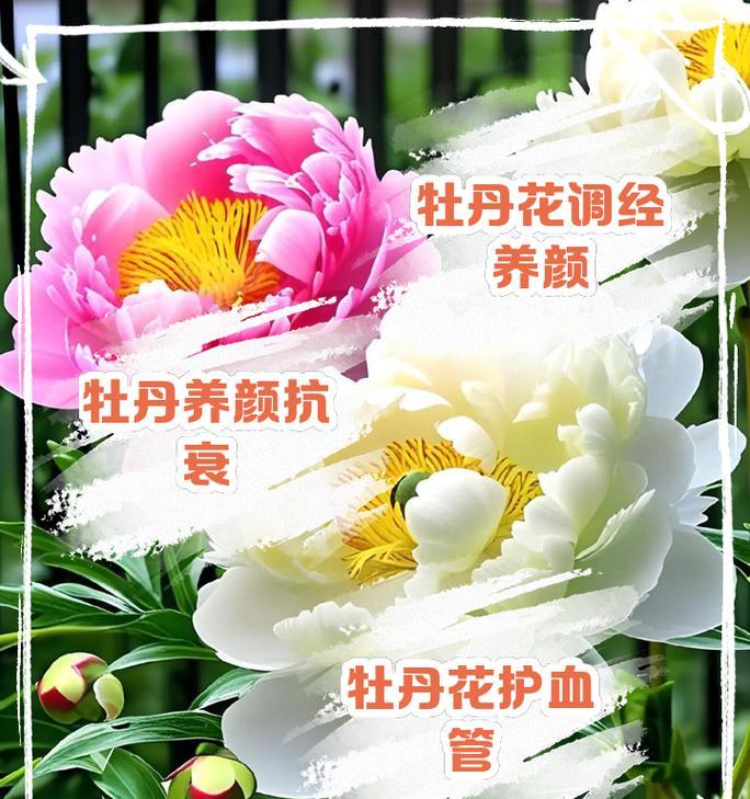 玻璃瓶中的牡丹花如何养护？玻璃瓶养牡丹花的秘诀是什么？