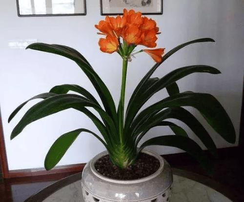 油光短叶君子兰好养吗怎么养？适合这种品种的养护方法是什么？
