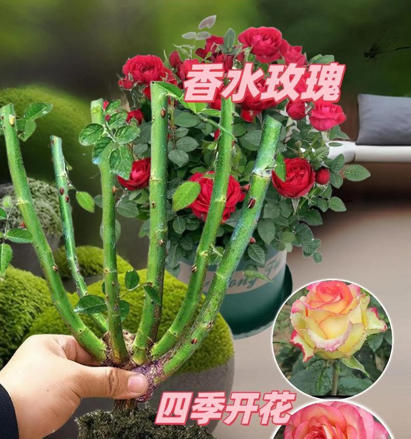 南方种植玫瑰花的正确方法是什么？