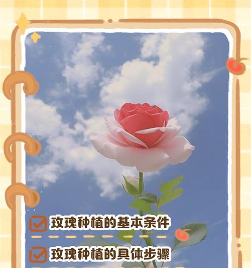 南方种植玫瑰花的正确方法是什么？