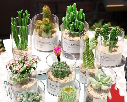 仙人掌作为除甲醛植物如何养护？
