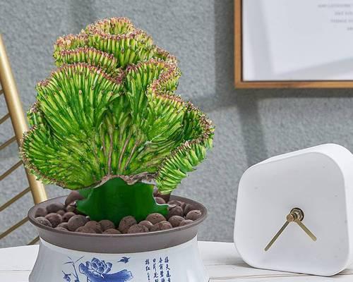 仙人掌作为除甲醛植物如何养护？