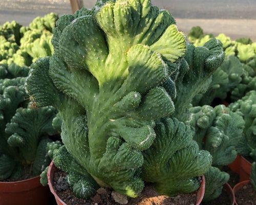 仙人掌作为除甲醛植物如何养护？