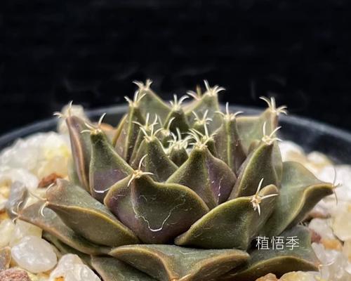 仙人球帝冠幼苗的养殖方法和注意事项是什么？