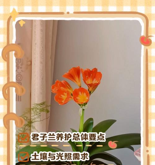 君子兰石油花怎么养护和管理？如何保持君子兰石油花的健康？