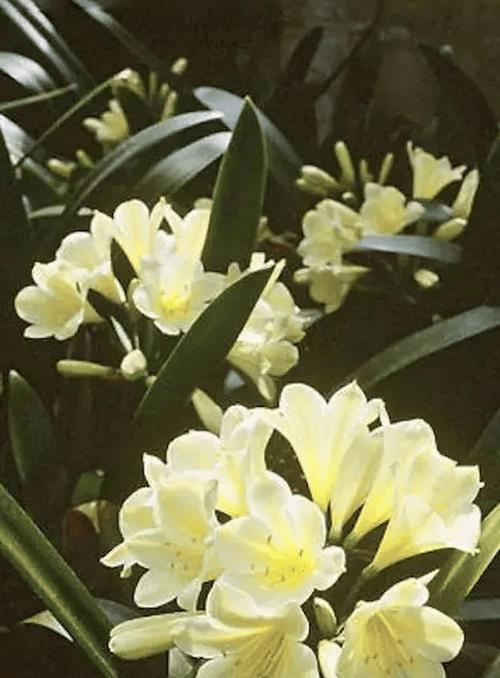 君子兰石油花怎么养护和管理？如何保持君子兰石油花的健康？