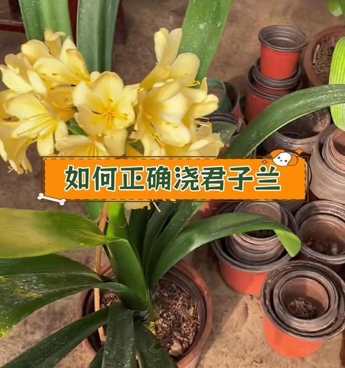 君子兰石油花怎么养护和管理？如何保持君子兰石油花的健康？