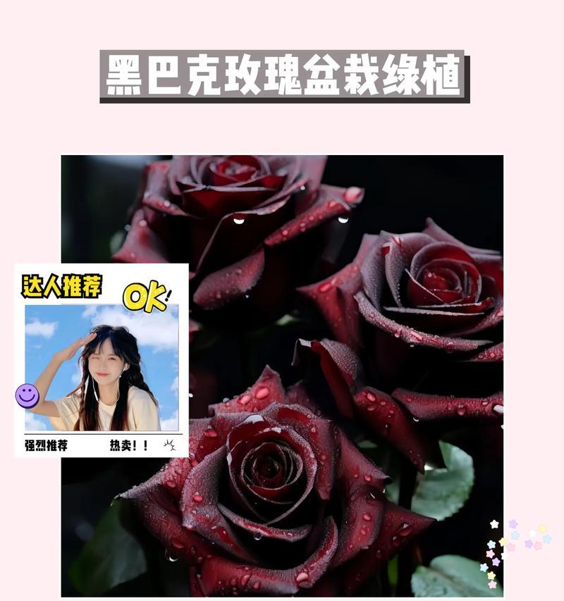 喷黑玫瑰花的特殊养护技巧有哪些？