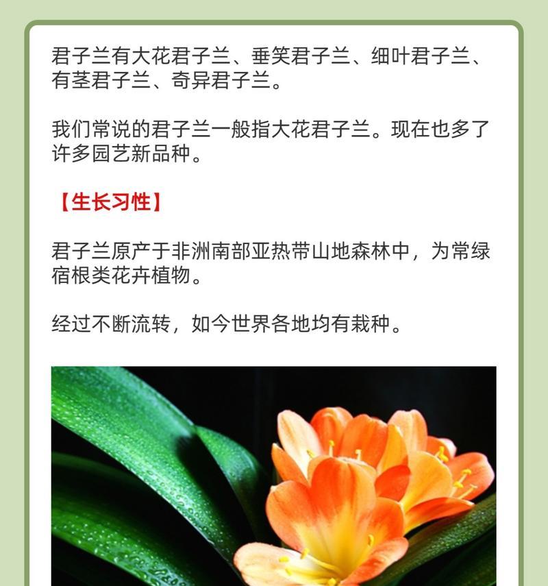 君子兰作为旺财花的养殖方法是什么？如何正确养护君子兰？