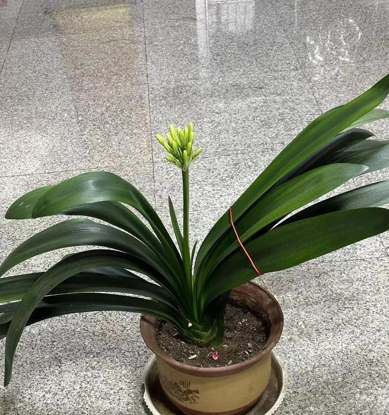 君子兰作为旺财花的养殖方法是什么？如何正确养护君子兰？