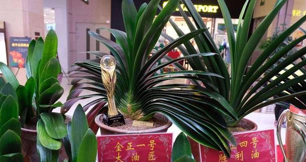 君子兰作为旺财花的养殖方法是什么？如何正确养护君子兰？