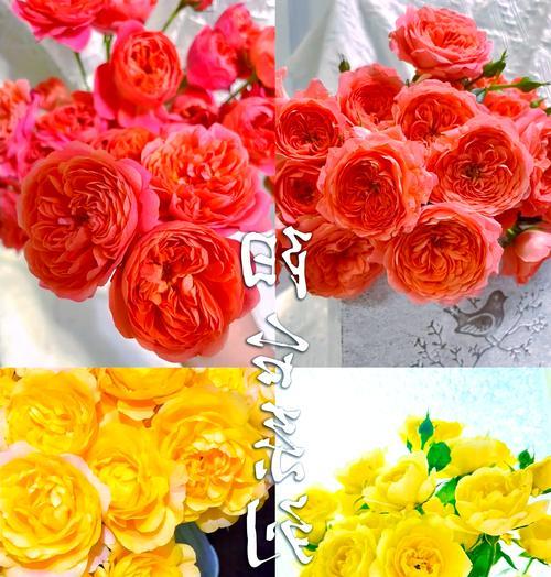 玫瑰花是否难养以及正确的养护方法是什么？