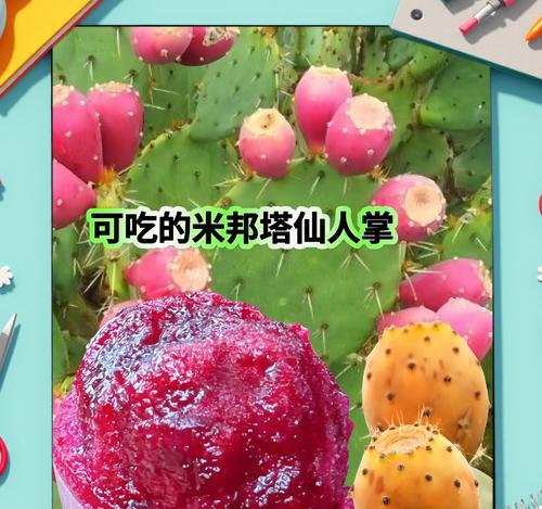 仙人掌嫁接鼠尾可行吗？养护要点是什么？