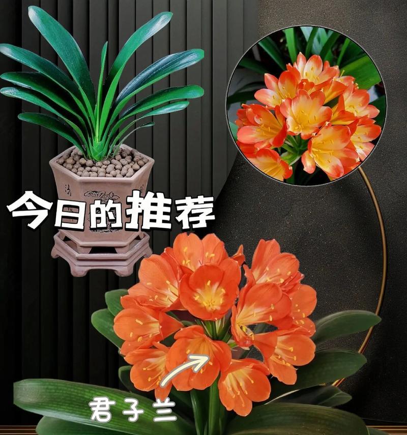 多棵君子兰同时开花是正常现象吗？背后的原因是什么？