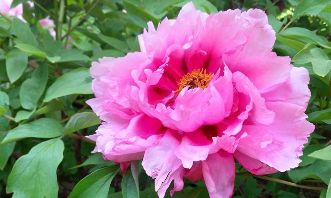 红龙果牡丹花养护管理要点是什么？如何促进开花？