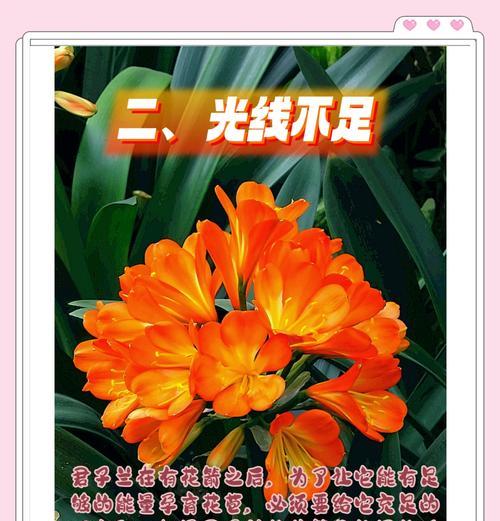君子兰叶子小是什么原因？如何解决？