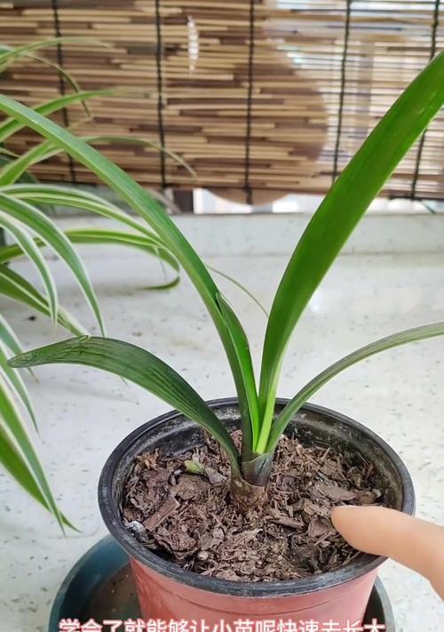 君子兰秋季黄叶问题如何解决？有哪些预防措施？