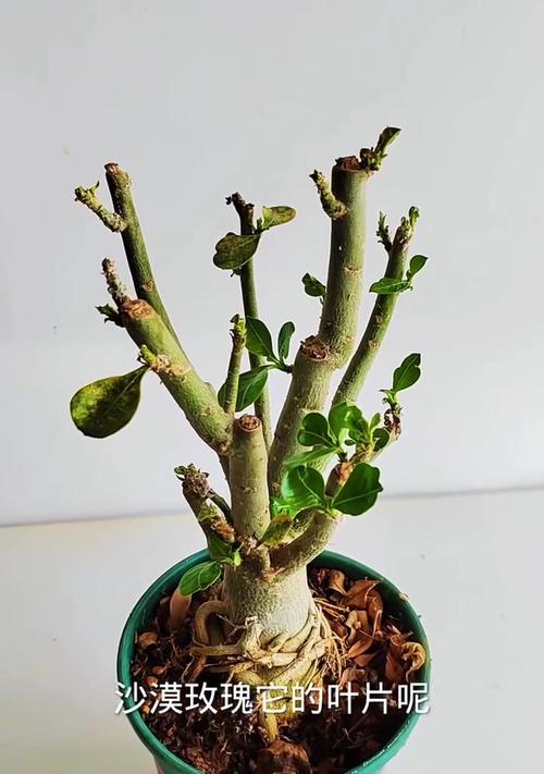 玫瑰花一生中能长出多少片叶子？如何促进叶子健康生长？