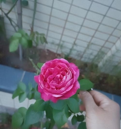 玫瑰花不开花的原因是什么？如何促进其开花？