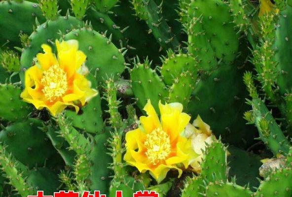 树状花仙人掌的种植步骤有哪些？